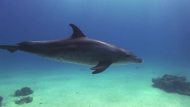 Bottlenose Dolphin swims by in the red sea