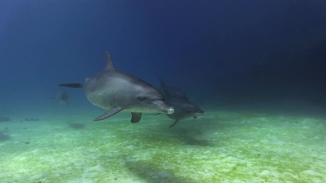 Dolphingroup swims by slowely on the sand next to coral reef in the red sea