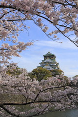 Osaka Castle and cherry blossom
