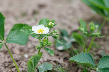 strawberry flowers