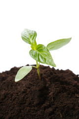 Young plant