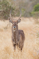 Waterbuck (Kobus ellipsiprymnus), Kruger Park, South Africa