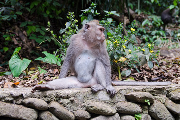 Macaque with a long tail in the forest.