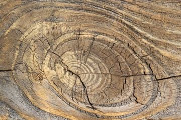 Naklejka premium nature wooden texture for natural background 