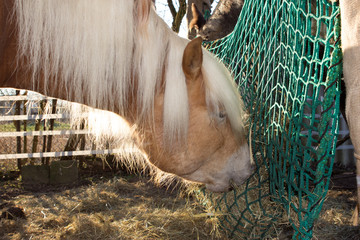 Horse is eating hey from a hey net