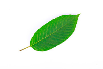 The front of Kratom leaf (Mitragyna speciosa), a plant of the madder family used as a habitforming drug