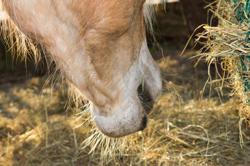 Close up of the horse mouth eating hey