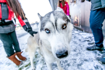 Husky in winter on the background of people