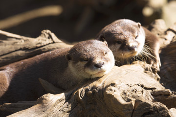 Obraz premium Family Oriental small-clawed otter, Amblonyx cinerea, during games