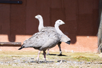 one pair Cape Barren Goose, Cereopsis novaeholladiae,