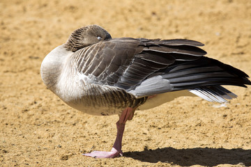 resting Greylag goose, Anser anser