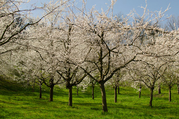 Fototapeta na wymiar Cherrytrees in blossom.