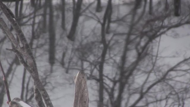冬の早朝にアカゲラが飛び立つ