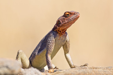 Echse Agame Wüste Namibia 