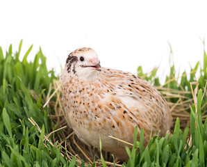 Cute adult quail