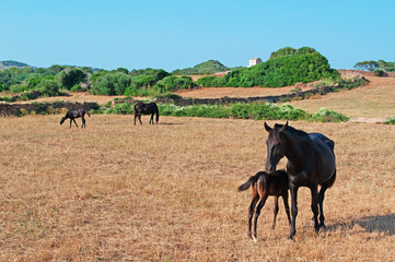 Minorca, Isole Baleari, Spagna: cavalli in un campo di grano nella campagna minorchina il 6 luglio...