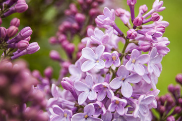 Macro Fuchsia Flowers Wallpaper