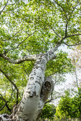 Fototapeta premium Tree