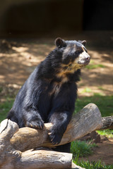 interesting South American Spectacled Bear, Tremarctos ornatus
