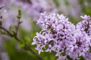 Macro Violet Flowers
