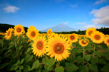 Fototapeta premium ヒマワリと富士山