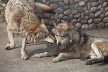 two playing gray wolves( Canis lupus)