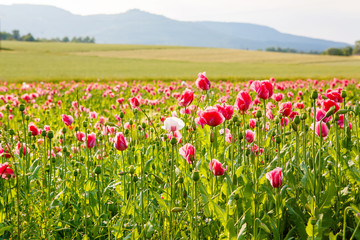 Pink blooming poppy, huge field of blossoming flowers