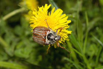 Cockchafer
