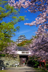和歌山城と岡口門と桜