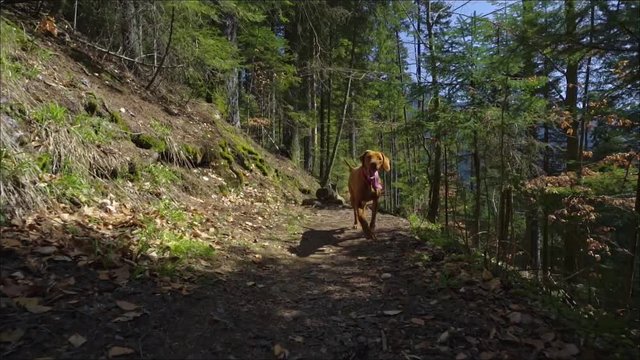 Happy dog hiking in the pine forest at great sunny day