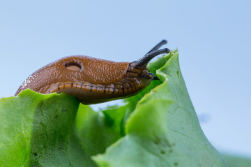 Schnecke mit Salatblatt
