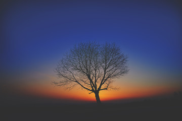Drzewo o zachodzie słońca na tle kolorowego nieba © barytek