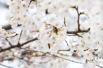 Cherry blossoms in March