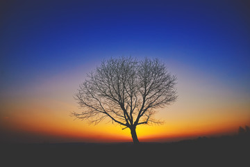 Drzewo o zachodzie słońca na tle kolorowego nieba