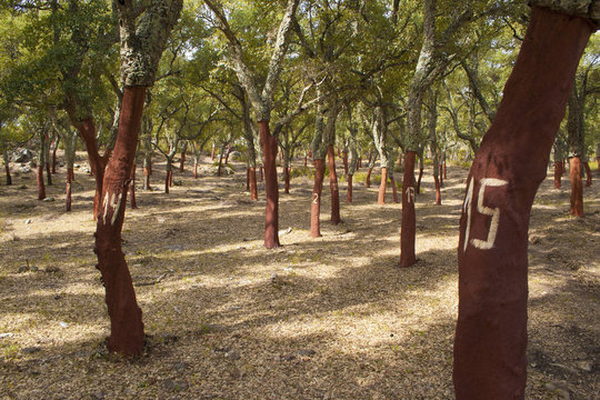 Alcornoques descorchados en oto&ntilde;o en el P.N. Los Alcornocales.
