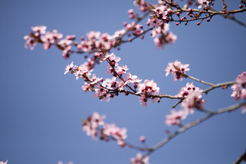 Spring flowers with blue background and clouds