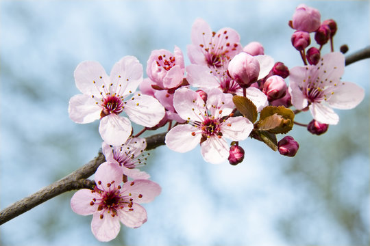 Bl&uuml;ten der Blutpflaume