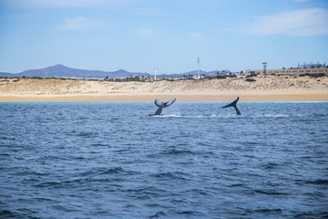 Naklejka premium Marine Life on a Whale Watching Tour in Mexico
