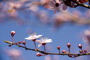 Blühender Zweig der Blutpflaume