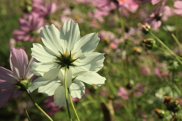 Blüten
