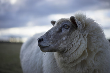 Welsh Sheep and Lambs in Cotswold Landscape. Cheltenham, UK - obrazy, fototapety, plakaty