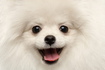 Closeup Furry Happiness White Pomeranian Spitz Dog Curious Smiling