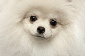 Closeup Furry Cute White Pomeranian Spitz Dog Funny Looking, isolated - obrazy, fototapety, plakaty
