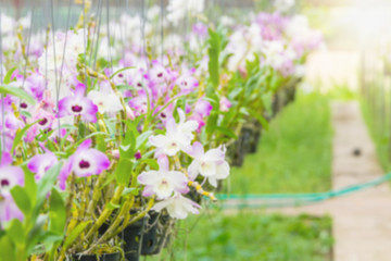Orchid farm blurred for agriculture background design