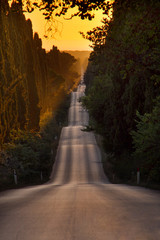 Italy, Tuscany, Castagneto Carducci, Bolgheri, Road and cypresse