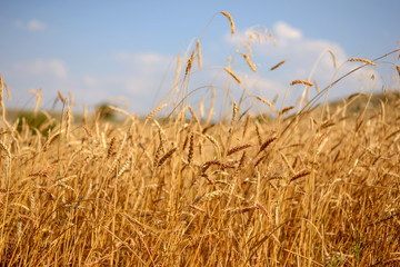 Obraz premium Buğday tarlası