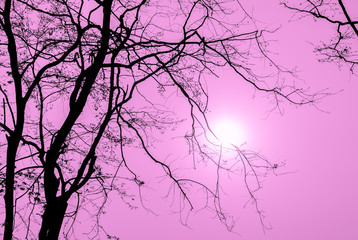 Silhouette tree branch in pink background