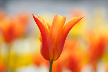 One bautiful orange tulip on soft bokeh background