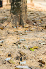 dry leaves on ground