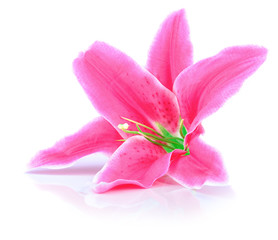 pink artificial lilly flower on the white background.
